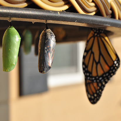 Cocoon of a butterfly