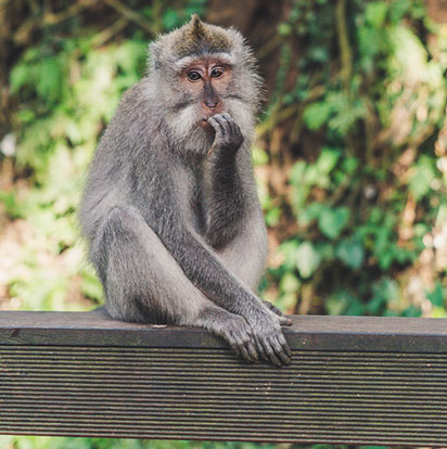 lovebeing monkey